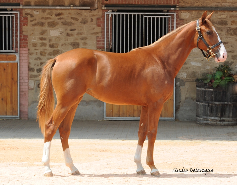 vente chevaux trotteurs